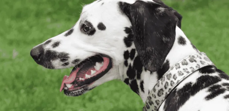 Dlaczego mój pies ciężko oddycha