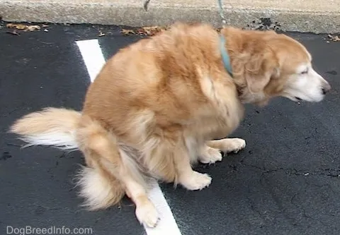 A kutyák húzzák a feneküket a földön