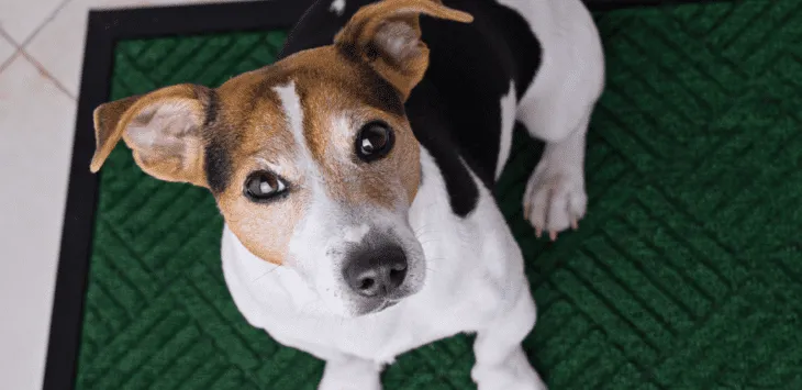 Dlaczego psy skomlą?