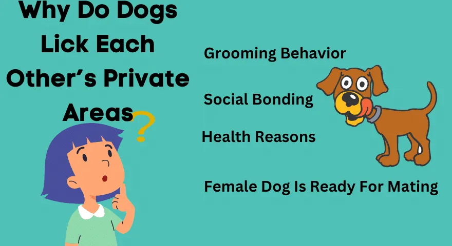 Dlaczego psy liżą sobie nawzajem obszary prywatne