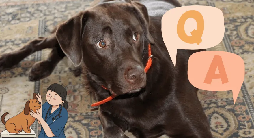 Czy wysterylizowane psy liżą obszary prywatne?