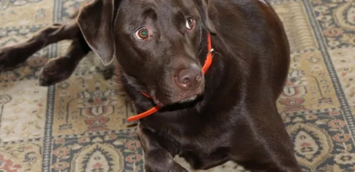 Kodėl šunys laižo vienas kito privačias zonas