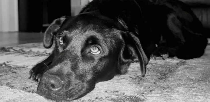 Miksi koirat hierovat kasvojaan matolle?