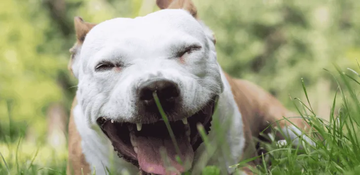 ¿Por qué mi perro tose?