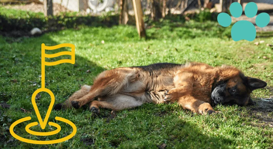 pes Teritorialno označevanje