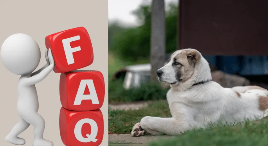 Zakaj psi krožijo, preden se uležejo