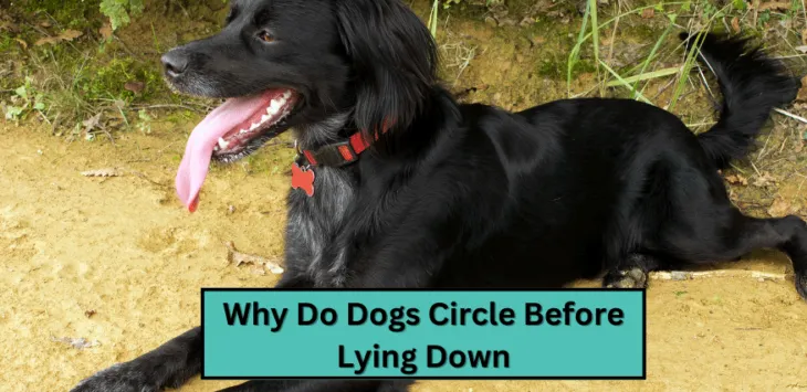 Zakaj psi krožijo, preden se uležejo?