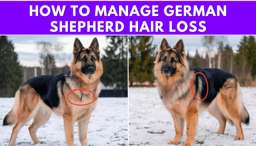 How to Manage German Shepherd Hair Loss