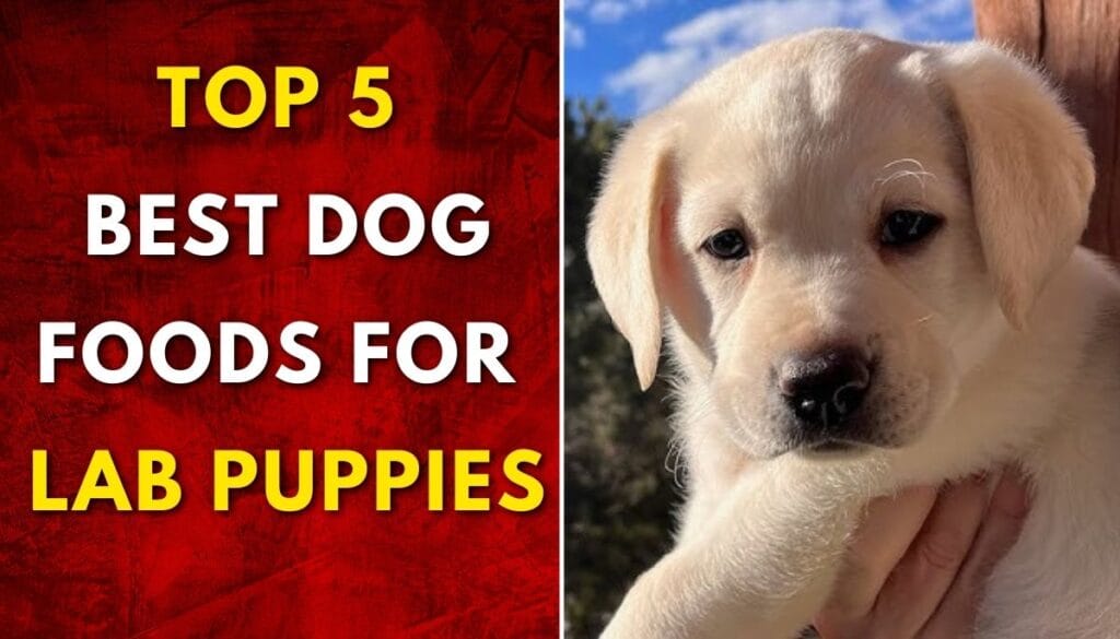 Top 5 Best Dog Foods for Lab Puppies

