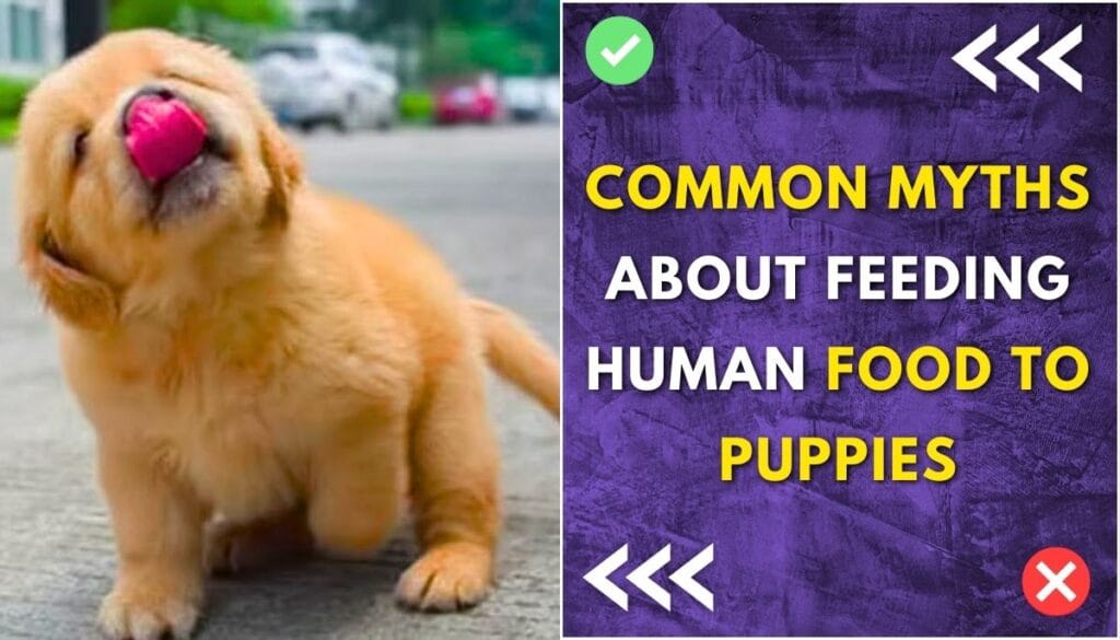 Common myths about feeding human food to puppies

Can I feed my puppy human food?