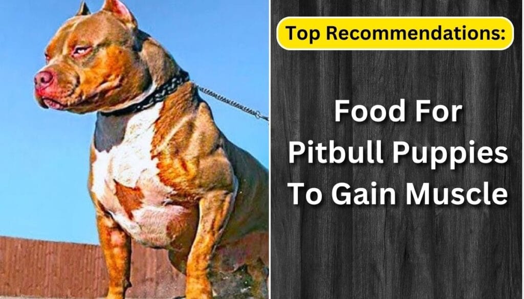Top Recommendations: Best Dog Food for Pitbull Puppies to Gain Muscle