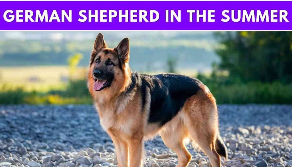 German Shepherd in the Summer