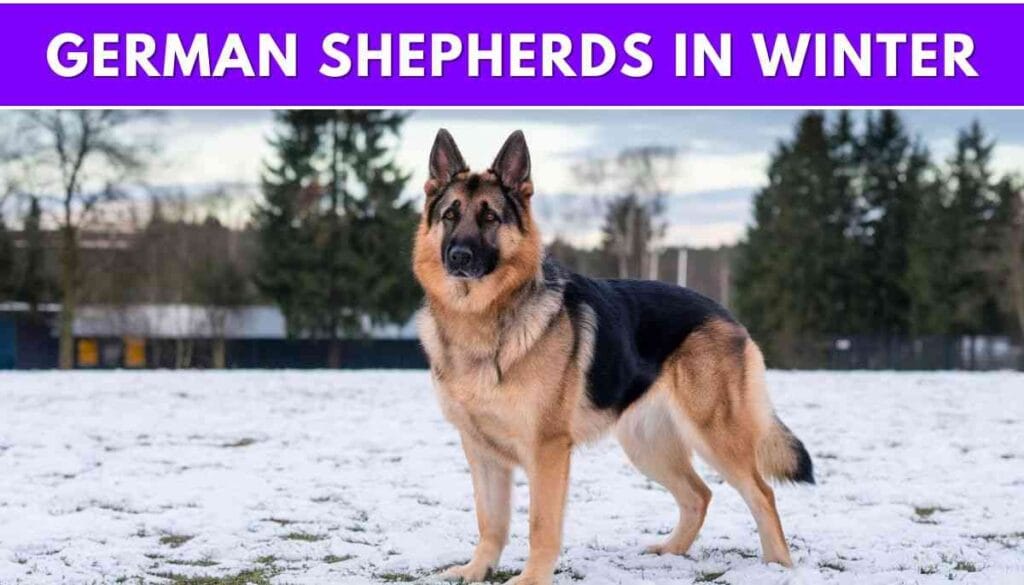 German Shepherds in Winter, Are German Shepherds Winter or Summer Dogs?