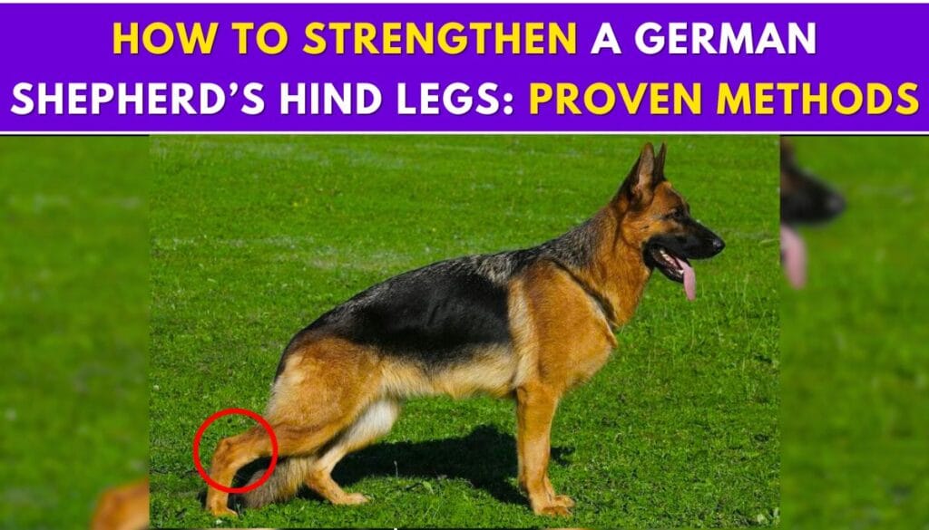 How to Strengthen a German Shepherd’s Hind Legs: Proven Methods