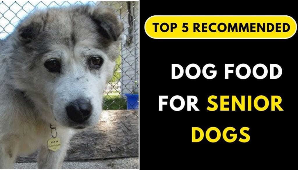 Top 5 Recommendations for the Best Dog Food for All Senior Dogs
