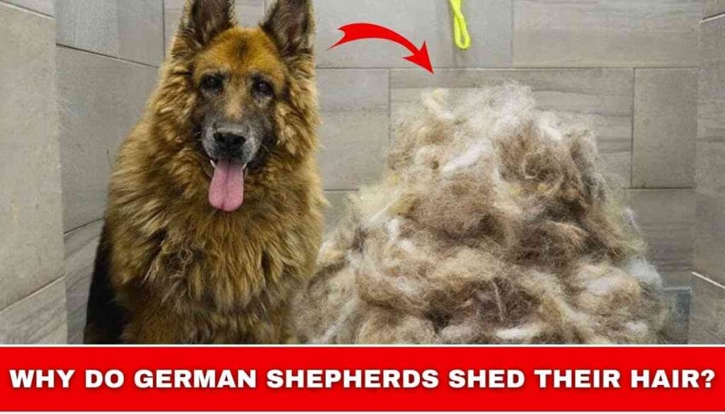 Why do German Shepherds shed their hair?