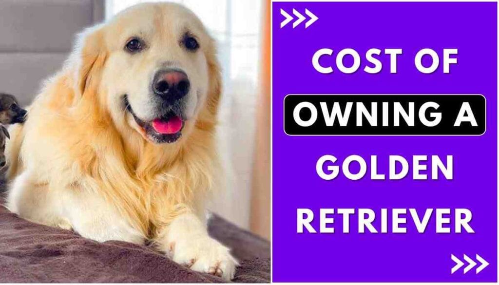Are Golden Retrievers difficult to own?