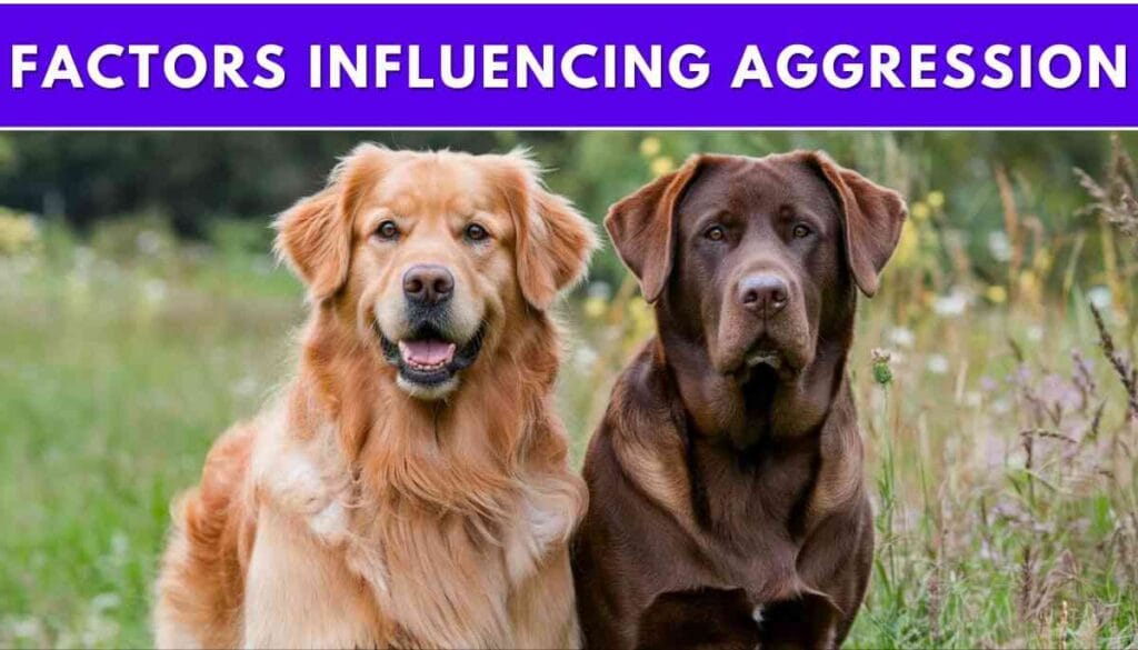 Which is more aggressive, a Labrador or a Golden Retriever