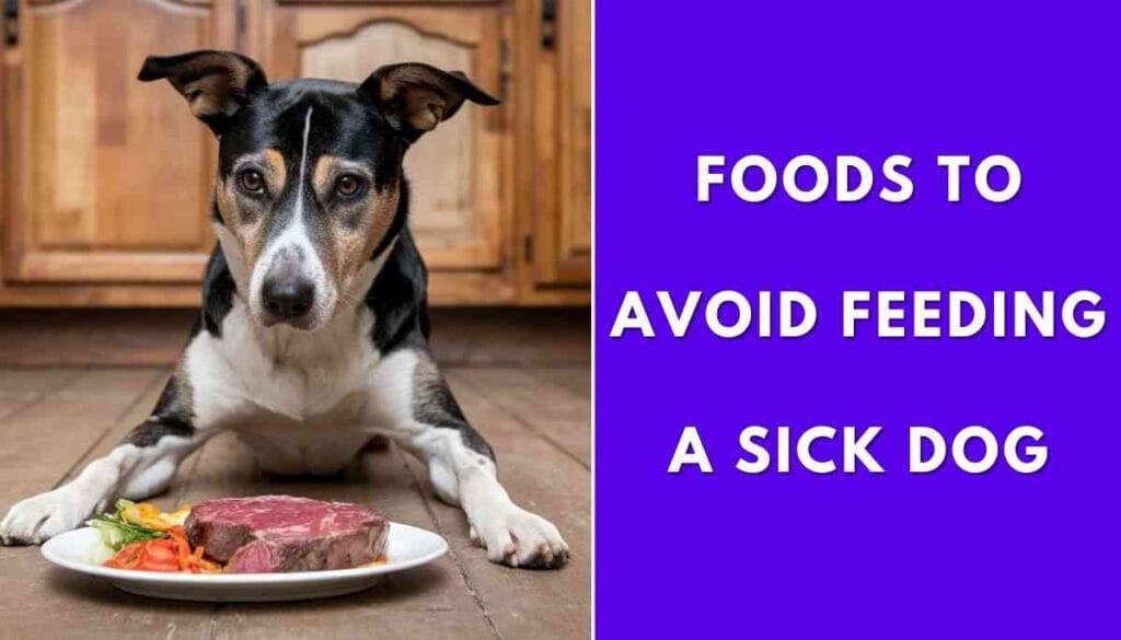 What to Feed a Sick Dog With No Appetite and Vomiting