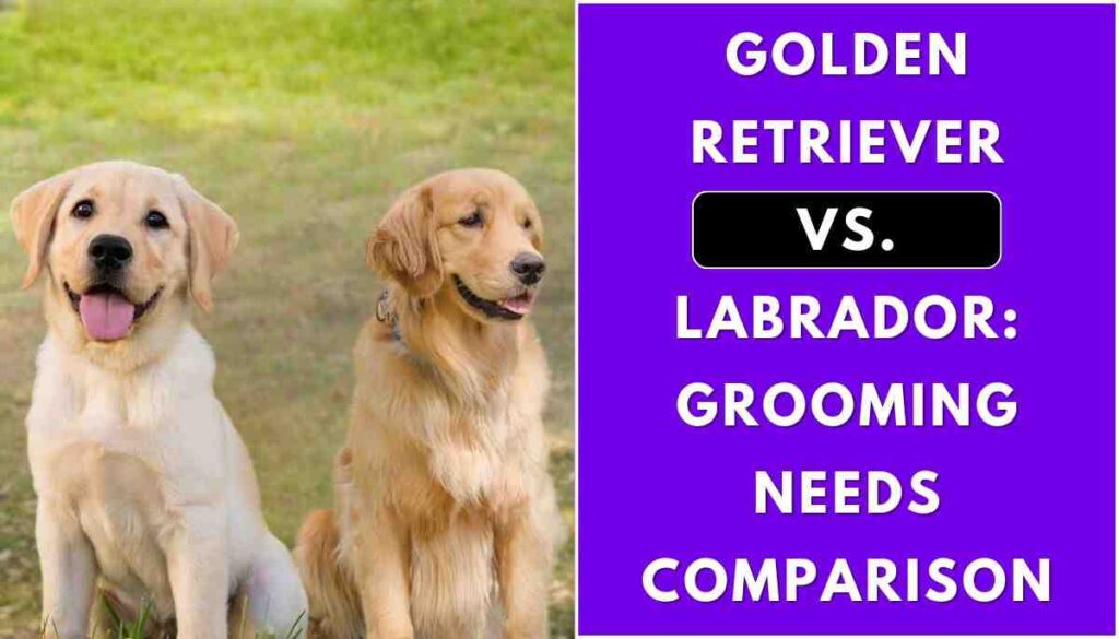Who sheds more, a Labrador or a Golden Retriever?
