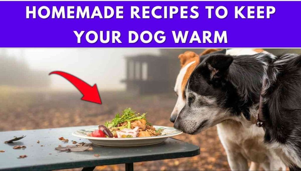 What Food Keeps Dogs Warm?