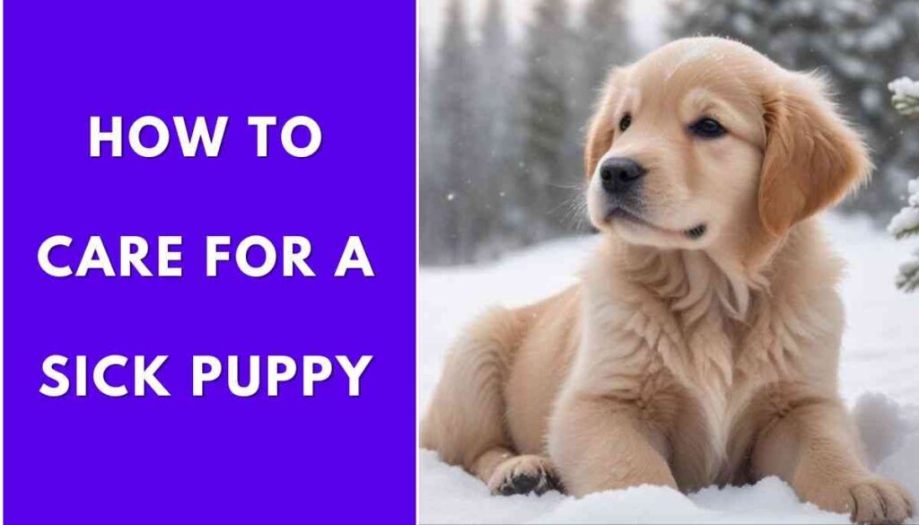What to Do If Your Puppy Has a Cold?