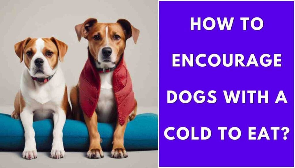 What is the Best Food for Dogs with Cold?