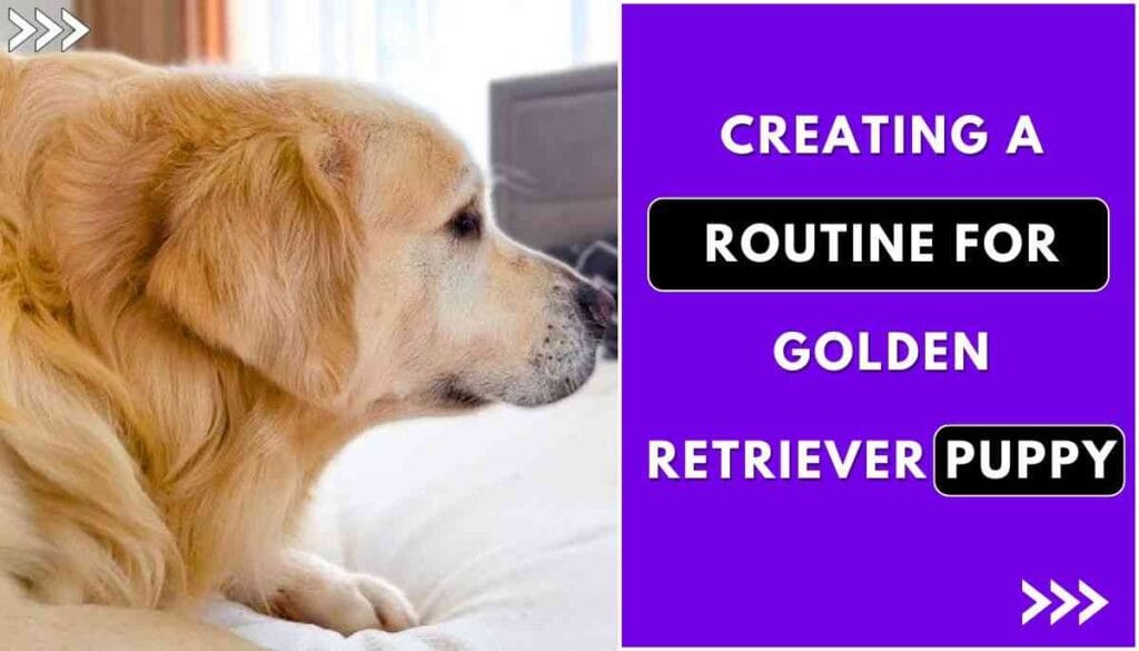 How to Take Care of a Golden Retriever Puppy
