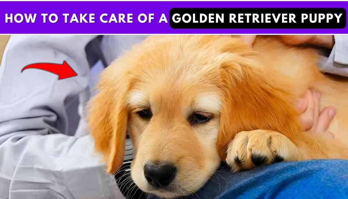 How to Take Care of a Golden Retriever Puppy