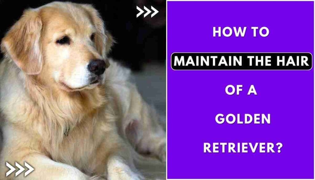 How to Take Care of Golden Retriever Hair