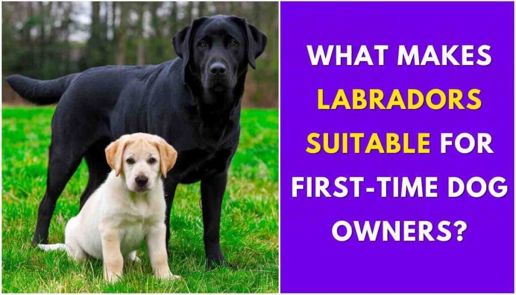 Is Labrador Dog Best for First Time Dog Owners?