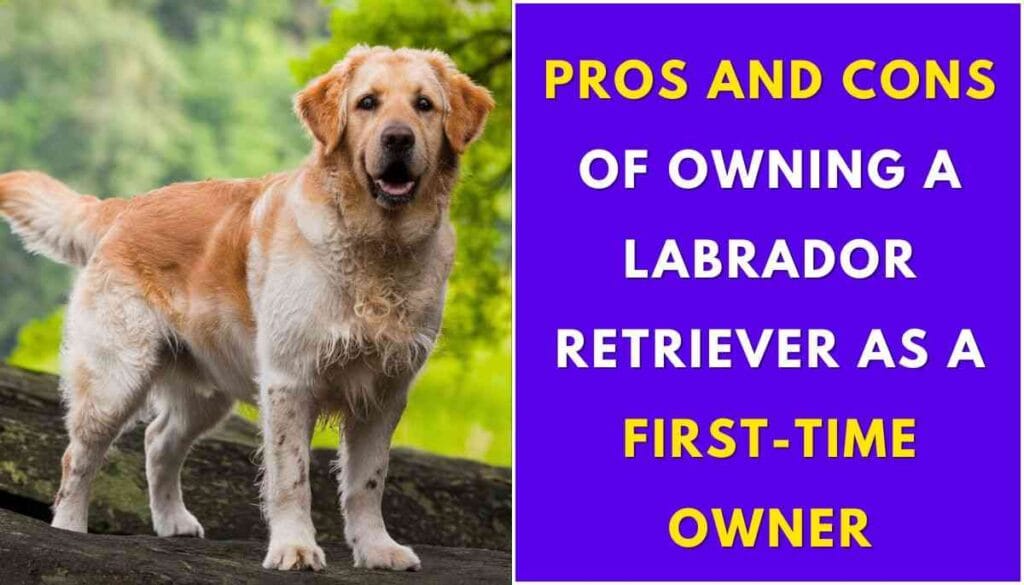 Are Labrador Retrievers Good for First-Time Owners?
