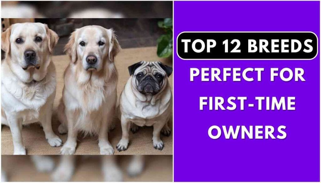Which is the easiest dog for a first-time owner?