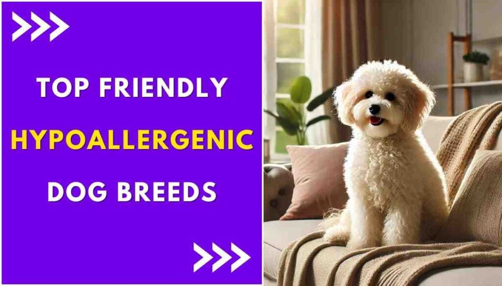 What is the Most Friendly Hypoallergenic Dog?