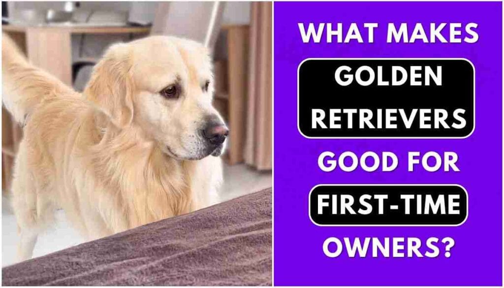 Are Golden Retrievers Good for First Time Owners?