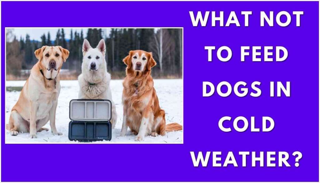 What to Feed Dogs in Cold Weather?