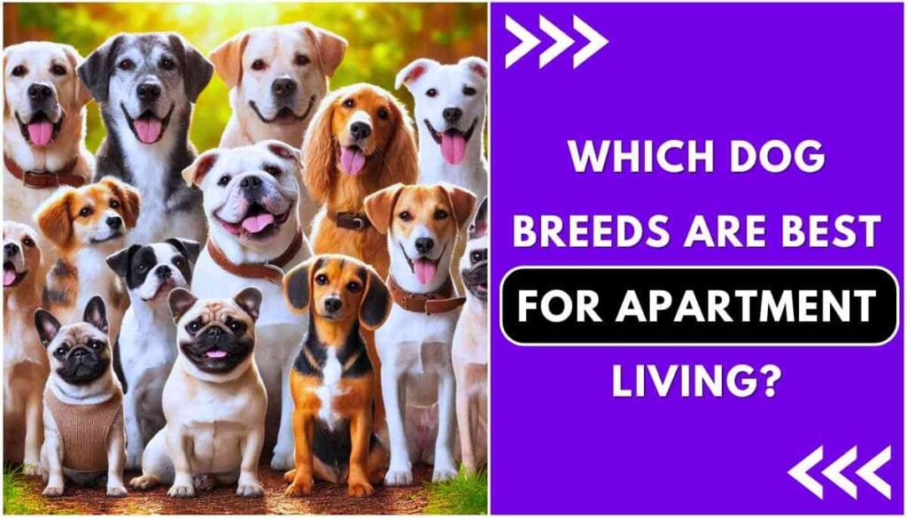 What is the easiest dog for beginners to care for?