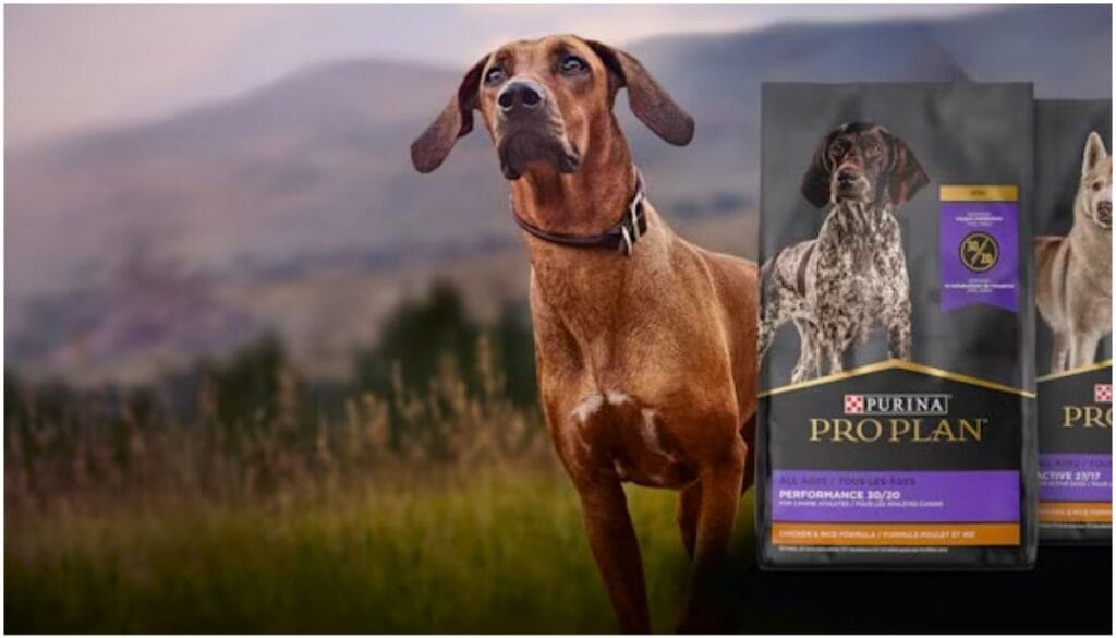 What Are the Top 5 Healthiest Dog Food? Best Dog Food