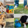 14 Secrets to Dog Happiness What Dogs Love and Why