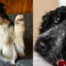 Clever Dog’s Plan for Cuddles Without Breaking Couch Rules