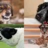 Fix These 14 Bad Dog Behaviors to Enjoy a Stress-Free Dog Life