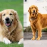 Top Signs Your Dog Needs Mental Stimulation and How to Help