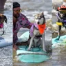dog-surfing-competition-galveston-2025